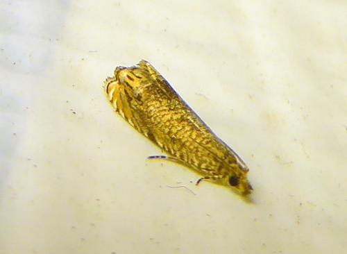Tetramoera langmaidi